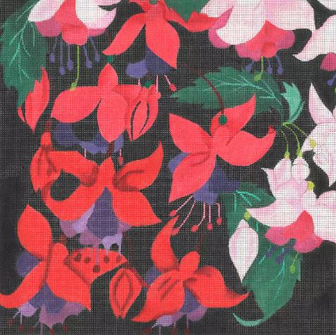 Giant Fuchsia