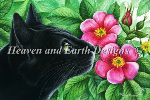 Dog Rose