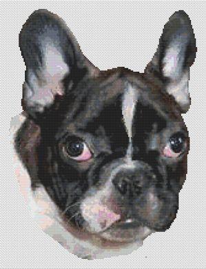 French Bulldog Puppy