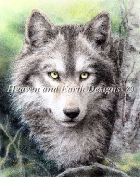 Forest Watch