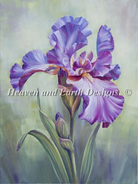 Mauve Iris