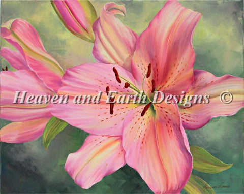 Pink Lily