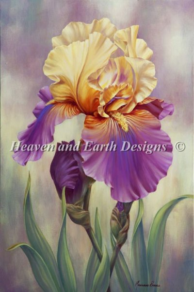 Proud Iris