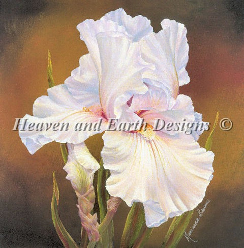 White Iris