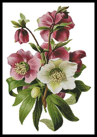 Hellebore