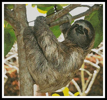 Three Toed Sloth