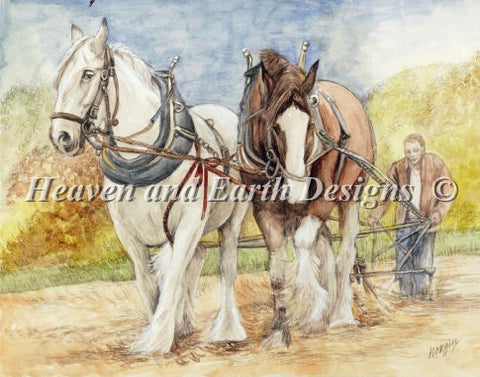 Shire Horses