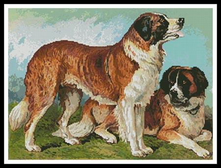 Rough Coated St Bernard  (Cassell)
