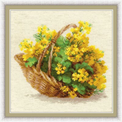 Yellow Rapeseed