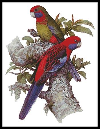 Crimson Rosellas  (W T Cooper)