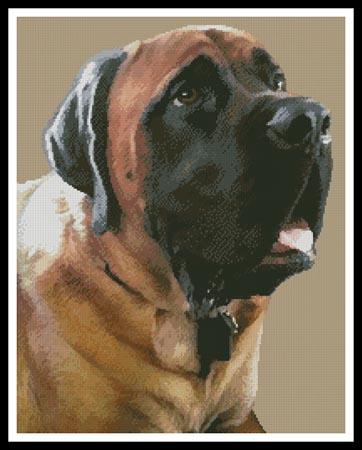 English Mastiff