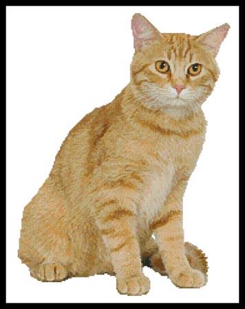 Ginger Cat