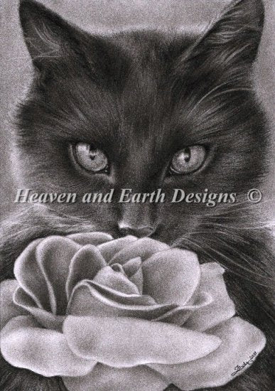 Kitten and the Rose