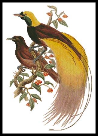 Greater Bird of Paradise  (John Gould)