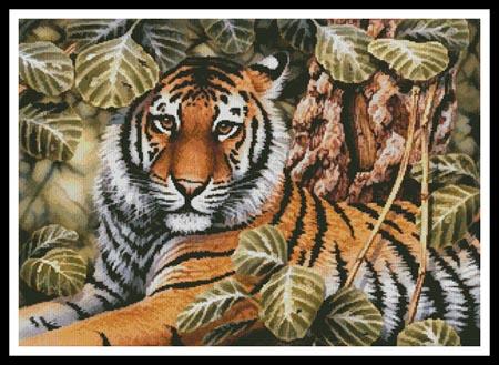 Jungle Tiger  (Howard Robinson)