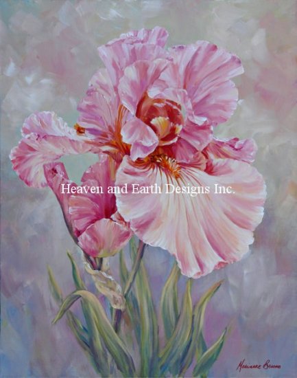 Pink Iris