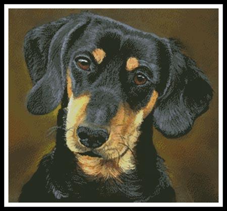 Dachshund Portrait  (Helen Chugg)