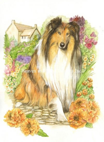 Collie