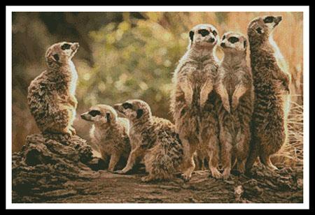 Meerkat Family