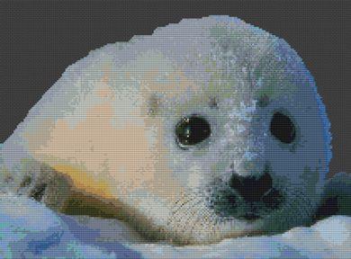 Baby Seal