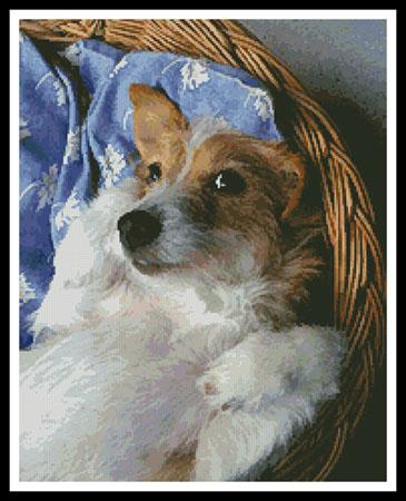Dog In Basket  (T Vanderstelt)