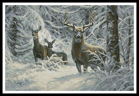 Winter Lace  (Mark Keathley)