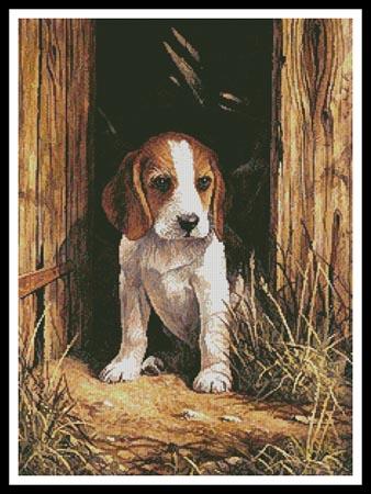 Beagle Puppy