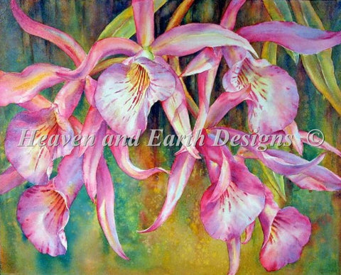 Florida Orchids