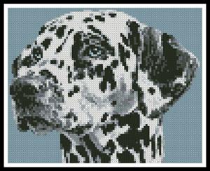Mini Dalmation Portrait