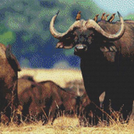 Wild Beasts