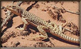 Desert Monitor