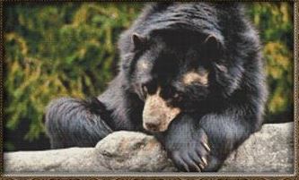 Resting Bear