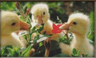 Cute Ducklings