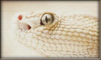 White Rattlesnake