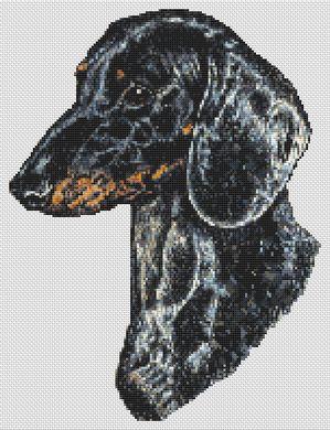 Dachshund
