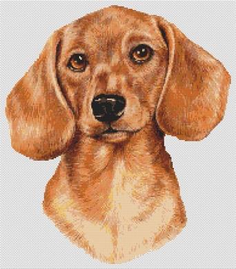 Dachshund - Red
