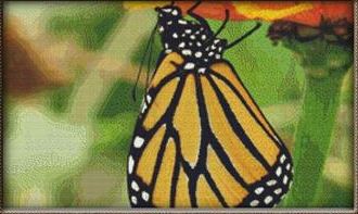 Dangling Butterfly