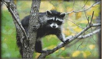 Curious Raccoon