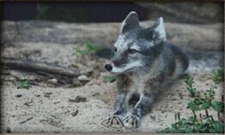 Grey Fox