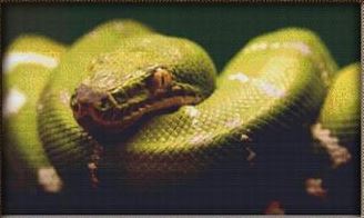 Green Python