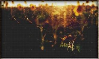 Grasslands Spider Web