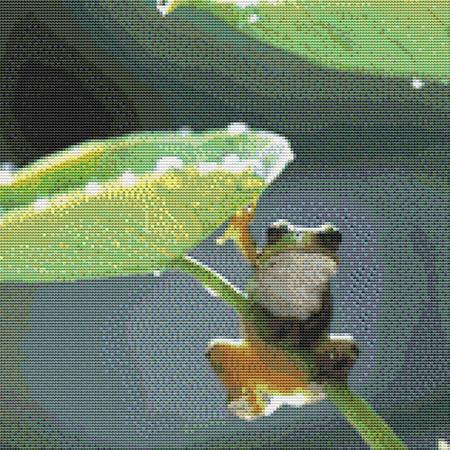 Cute Tiny Tree Frog