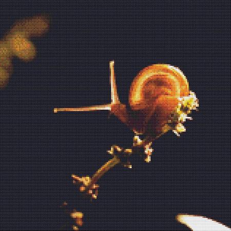Cute Snail