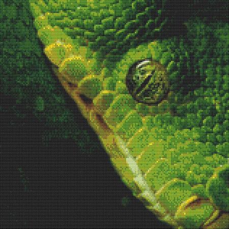 Green Snake Closeup