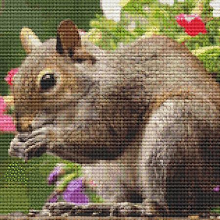 Cute Squirrel