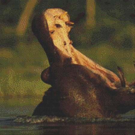Yawning Hippo