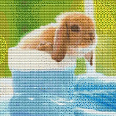 Cute Little Baby Rabbit