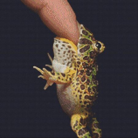 Cute Tiny Frog