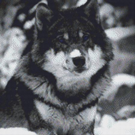 Cute Snow Wolf