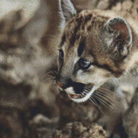 Staring Wild Kitten